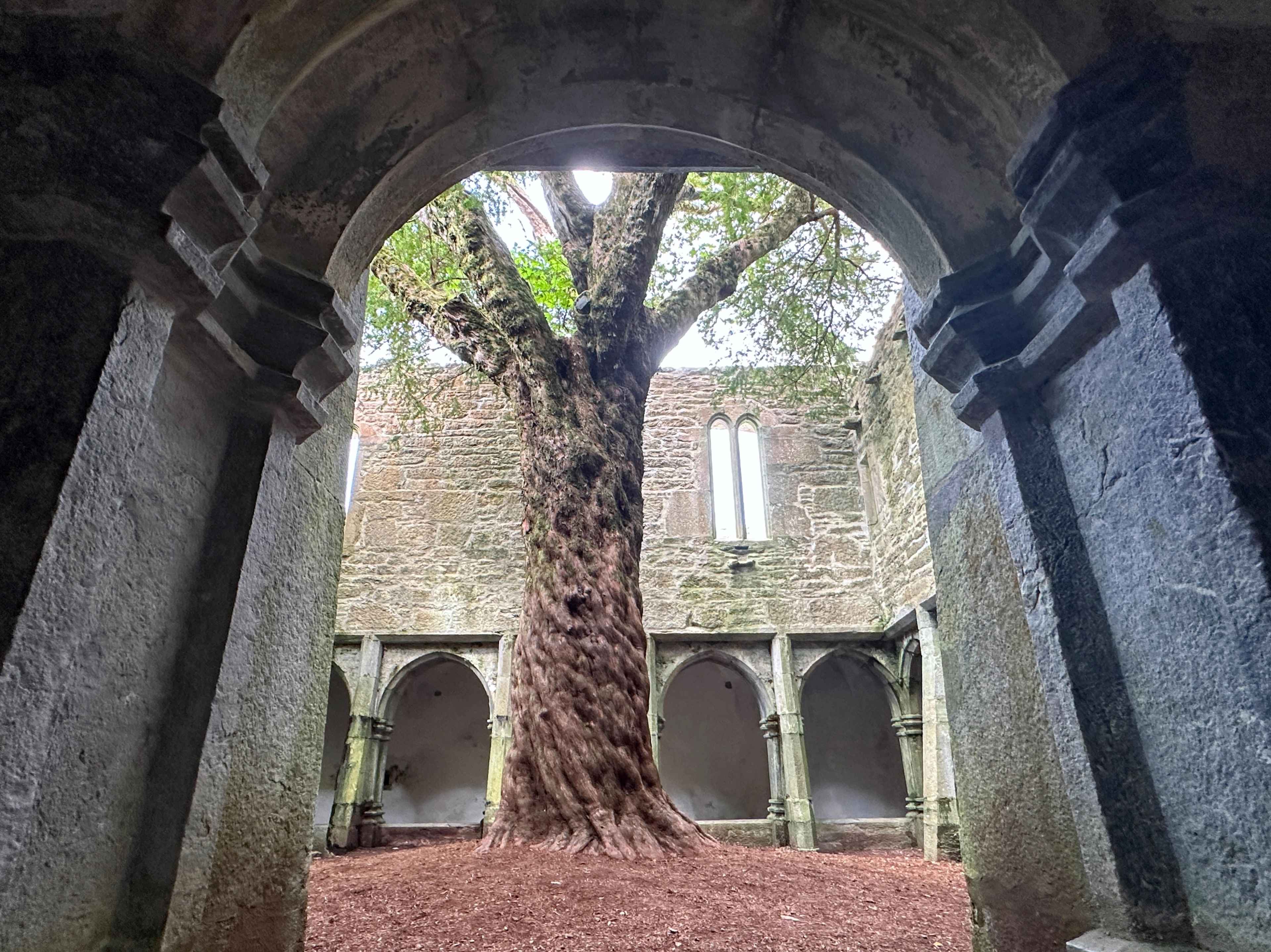 Blick durch einen steinernen Torbogen auf einen alten Baum der mitten in der Muckross Abbey Ruine aus dem Boden wächst.