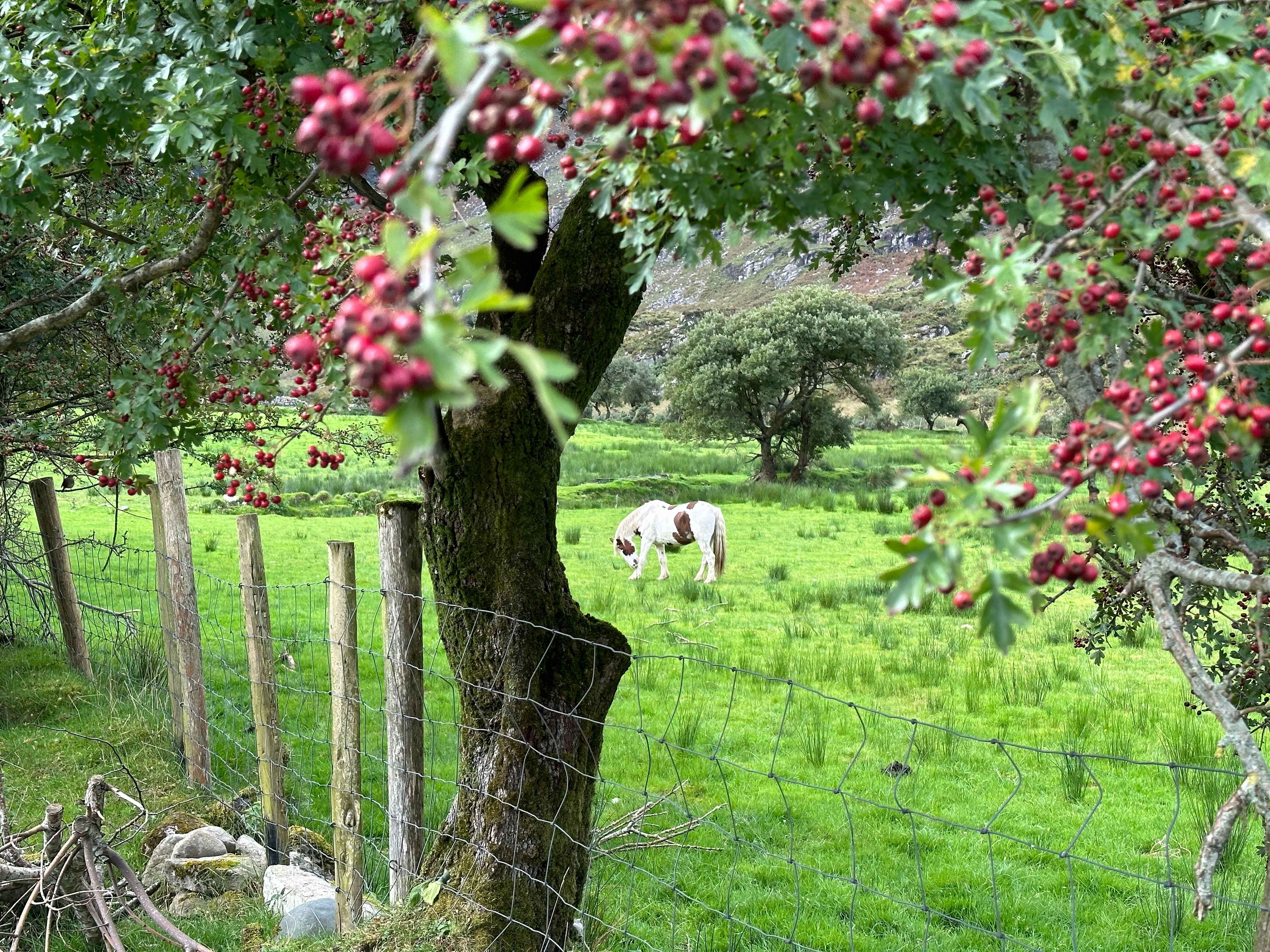 Im Vordergrund verschwommen ein belaubter Baum mit roten Beeren. Dahinter im Fokus ein grasendes Pony auf grüner Wiese.