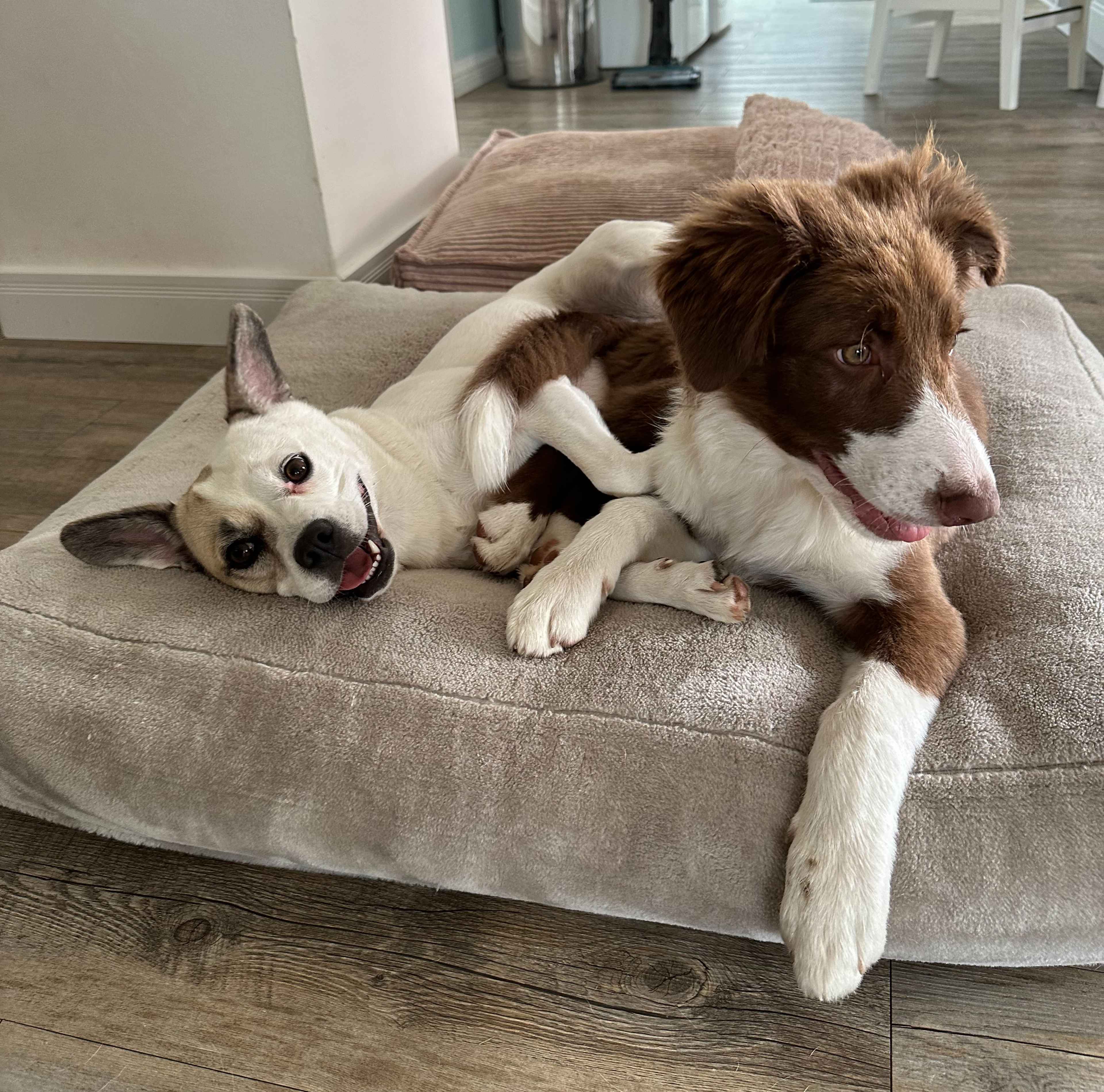 Zwei Hunde liegen entspannt auf einem Kissen, Wilma (links) schaut in die Kamera, Rosie (rechts) schaut nach rechts.