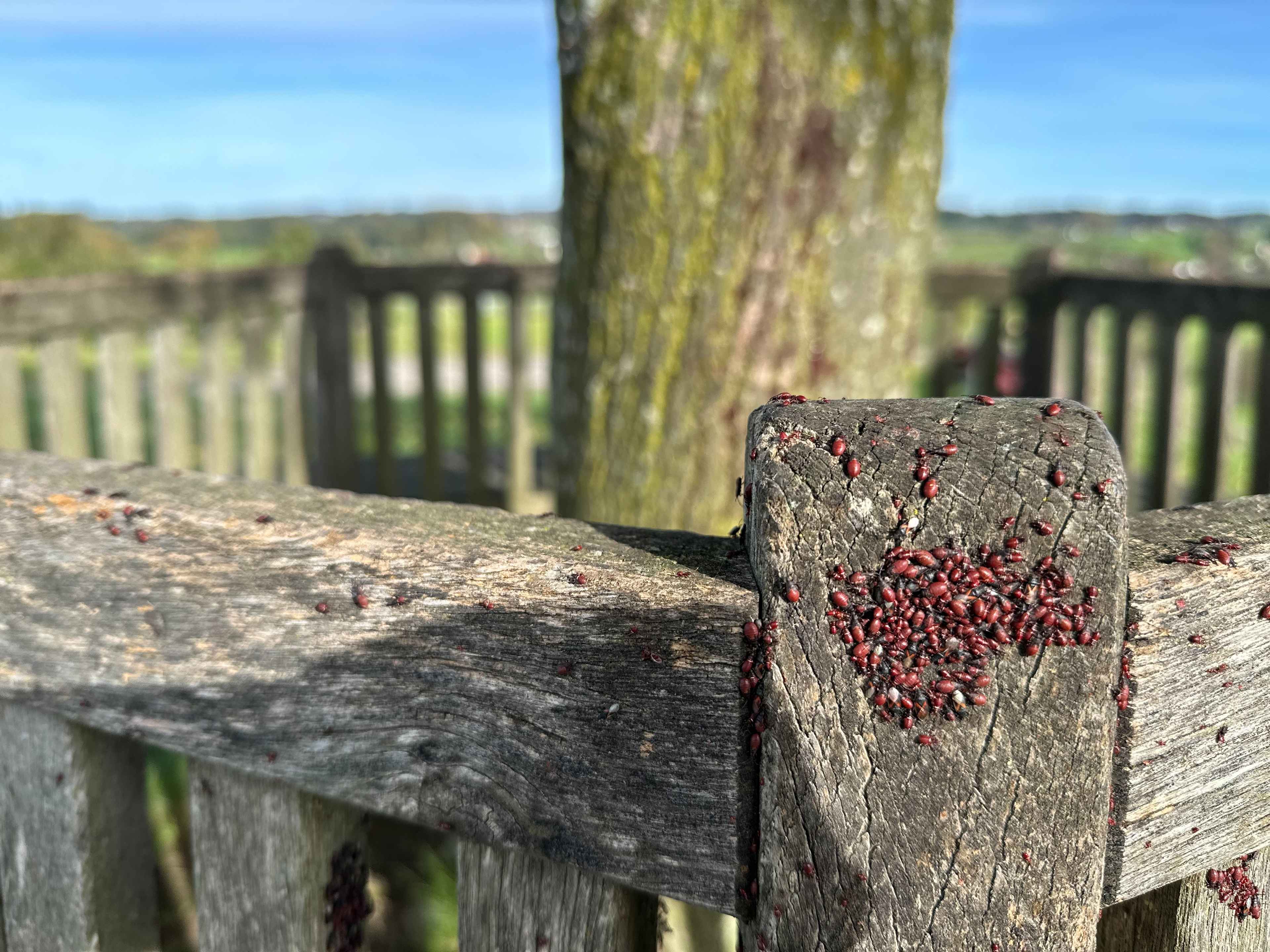 Nahaufnahme einer Gruppe vieler kleiner roter Käfer auf dem Holzpfosten einer Sitzbank, die einen Baum umrundet.