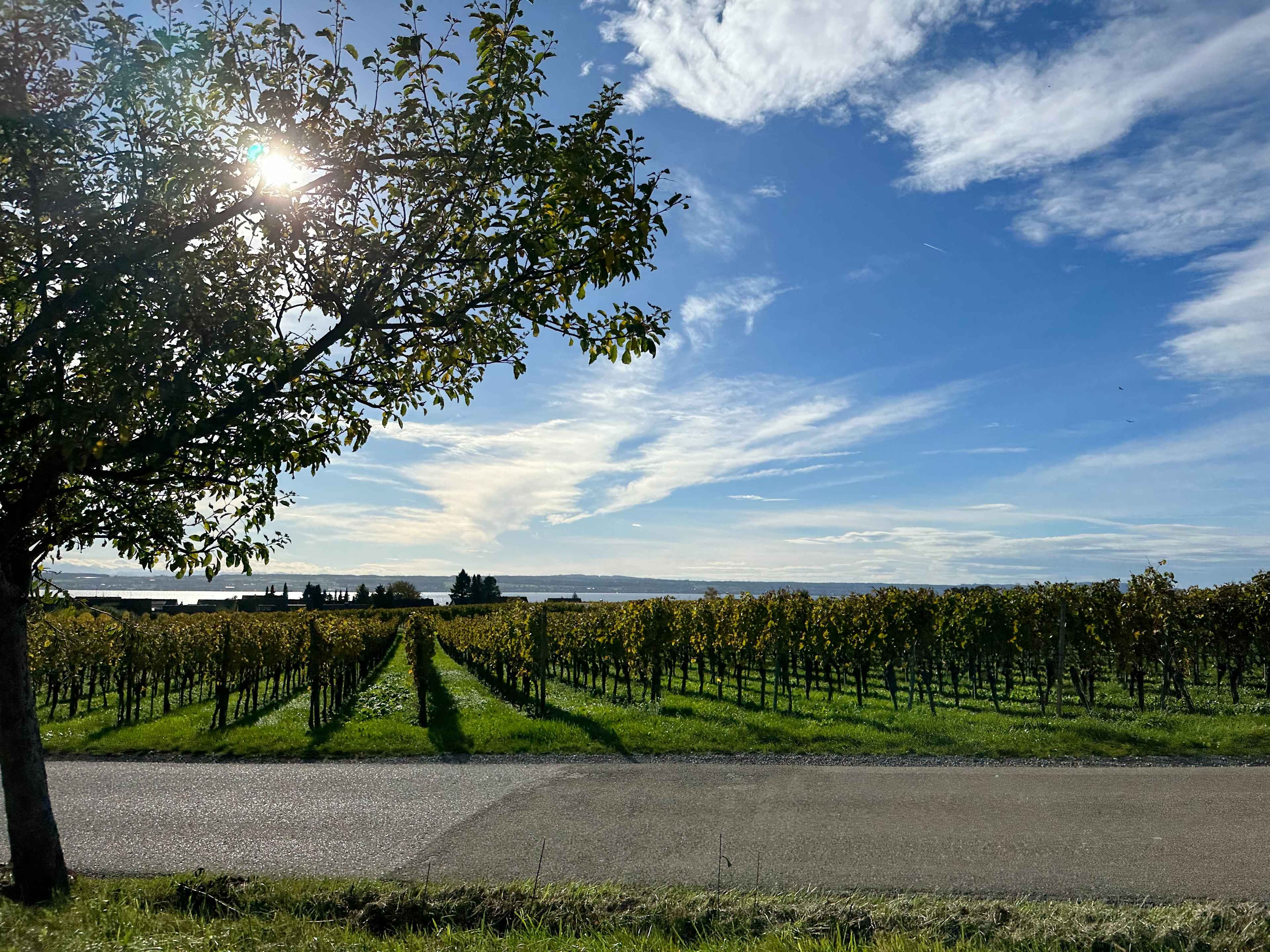 Panorama mit Apfelbaumplantage vor dem Bodensee unter blauem, sonnigem Himmel