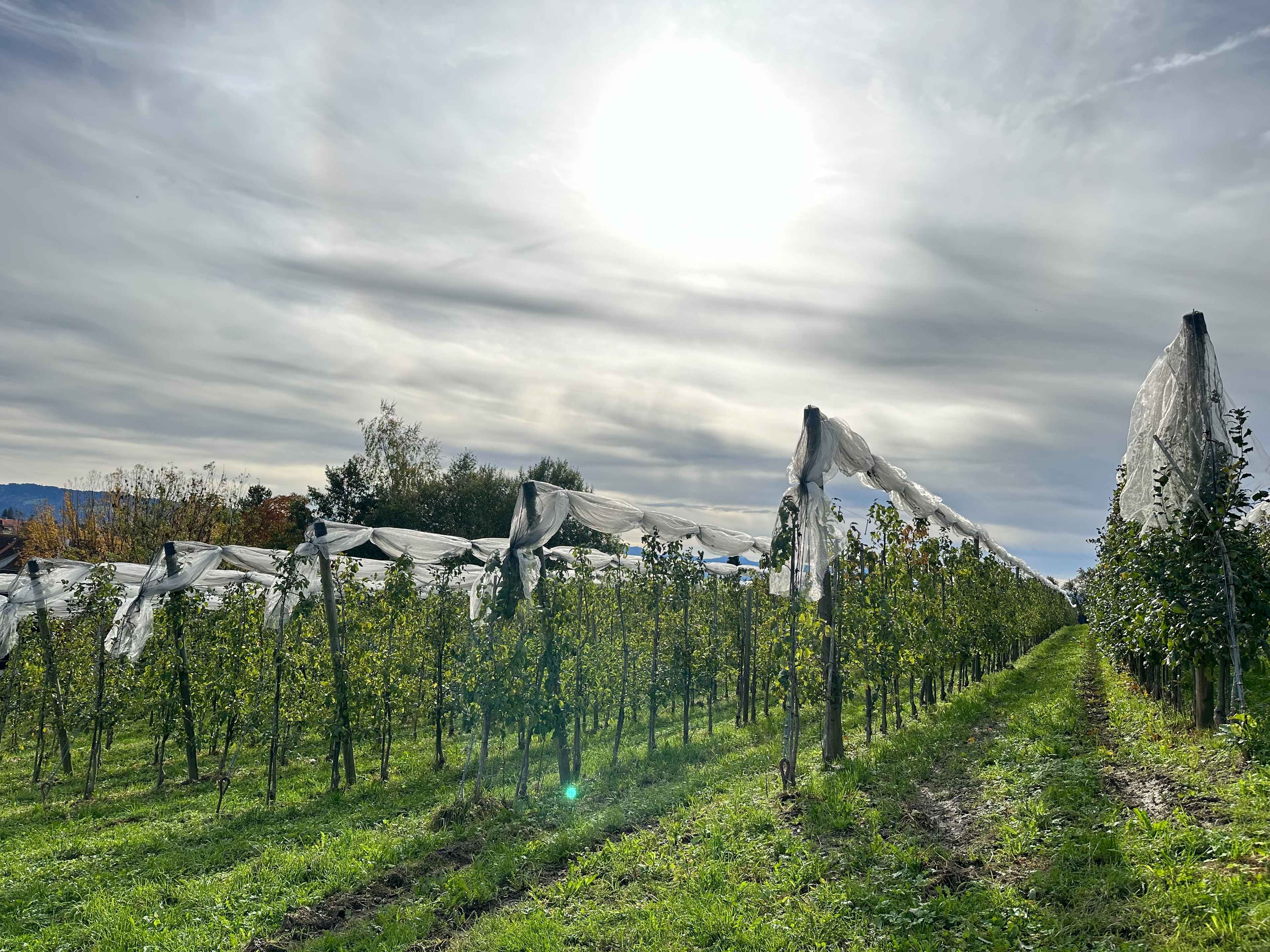 Obstplantage mit jungen Bäumen, die mit Schutznetzen bedeckt sind, unter einem bewölkten Himmel und diffusem Sonnenlicht.