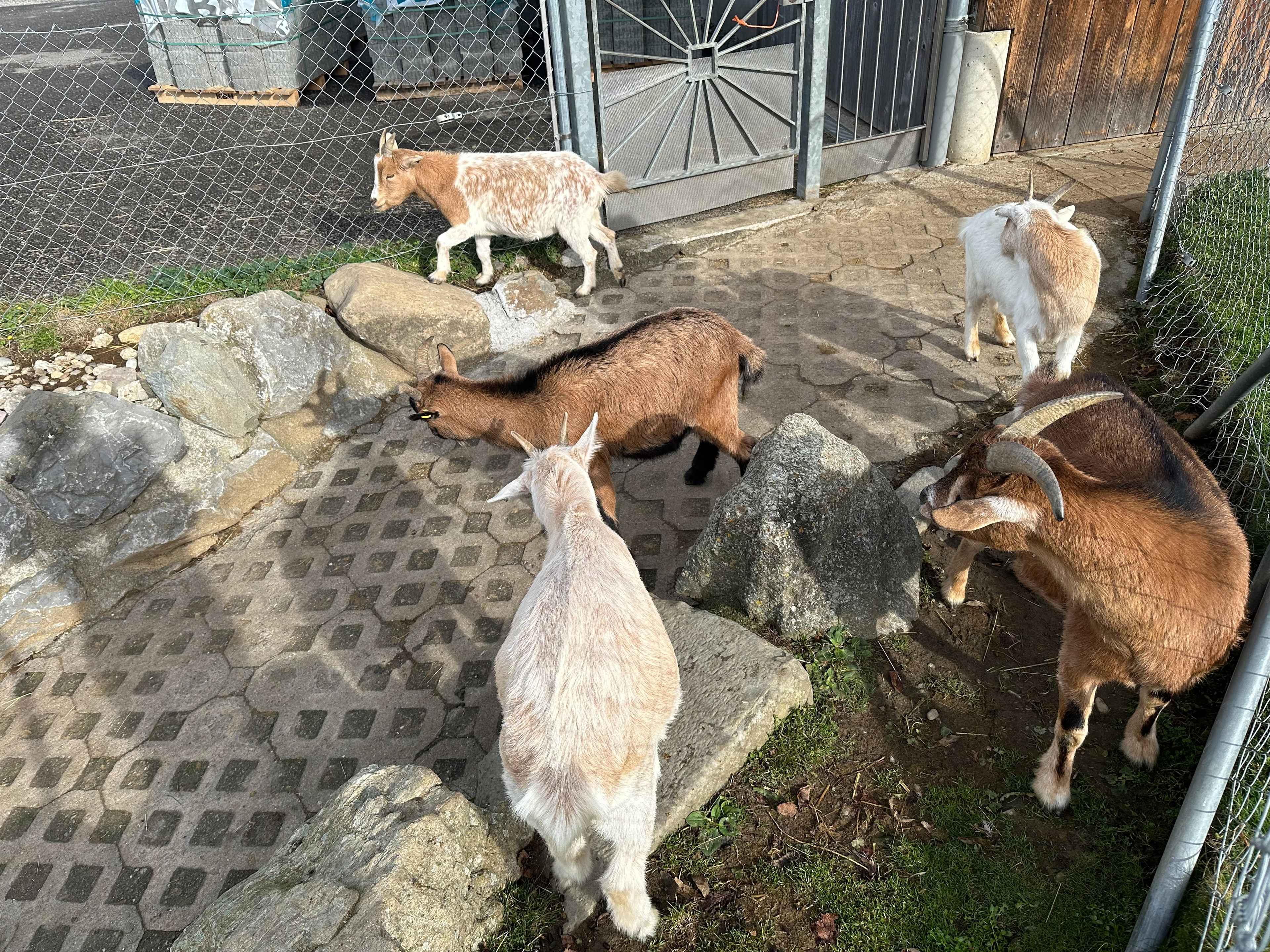 Fünf Ziegen in einem Gehege mit Steinboden und Felsen. Im Hintergrund ein Zaun, ein Metalltor und eine Holzwand.