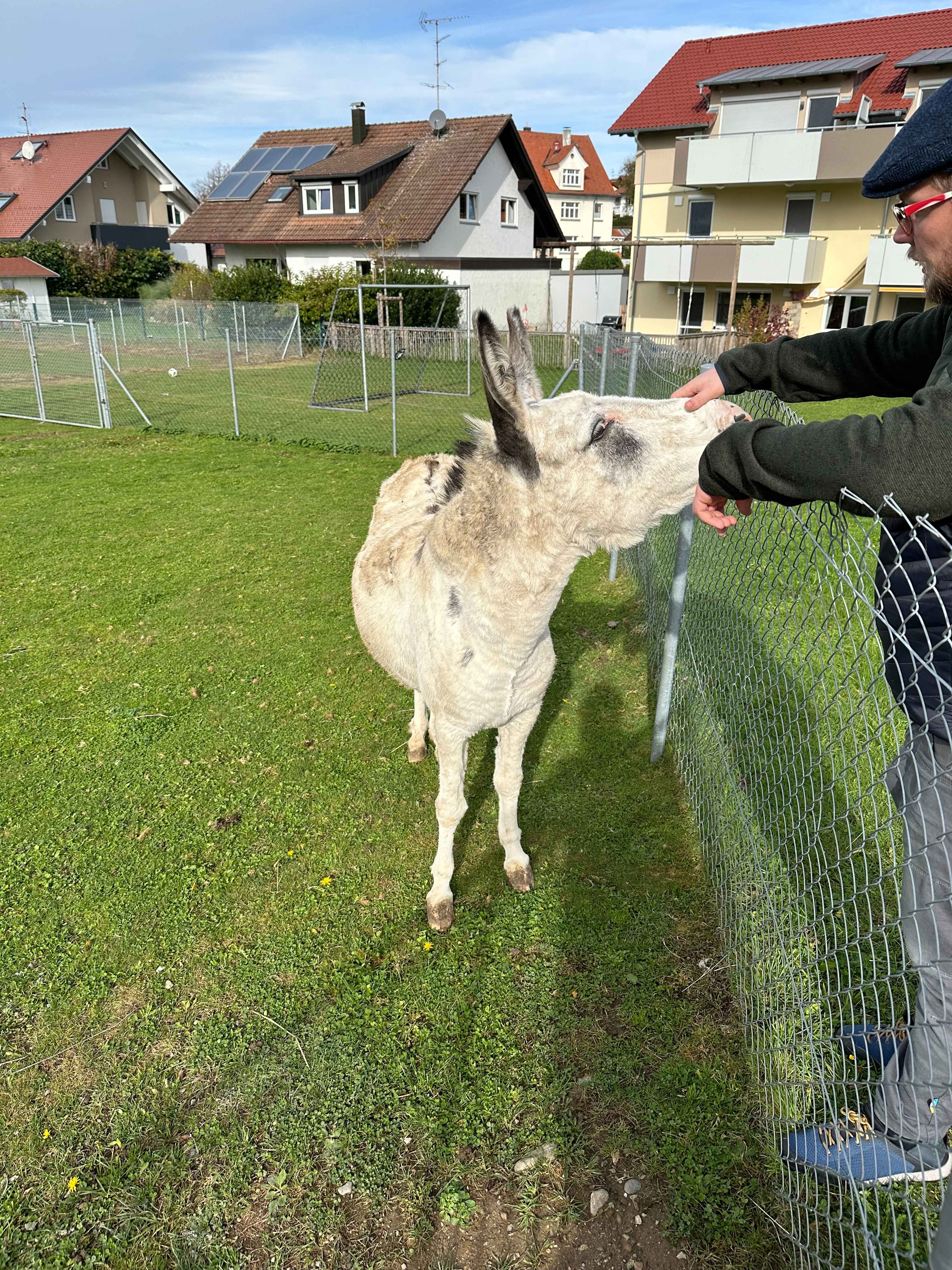 Ein Mann mit Mütze streckt einem weißen Esel seine Hand durch einen Metallzaun entgegen. Im Hintergrund Häuser.