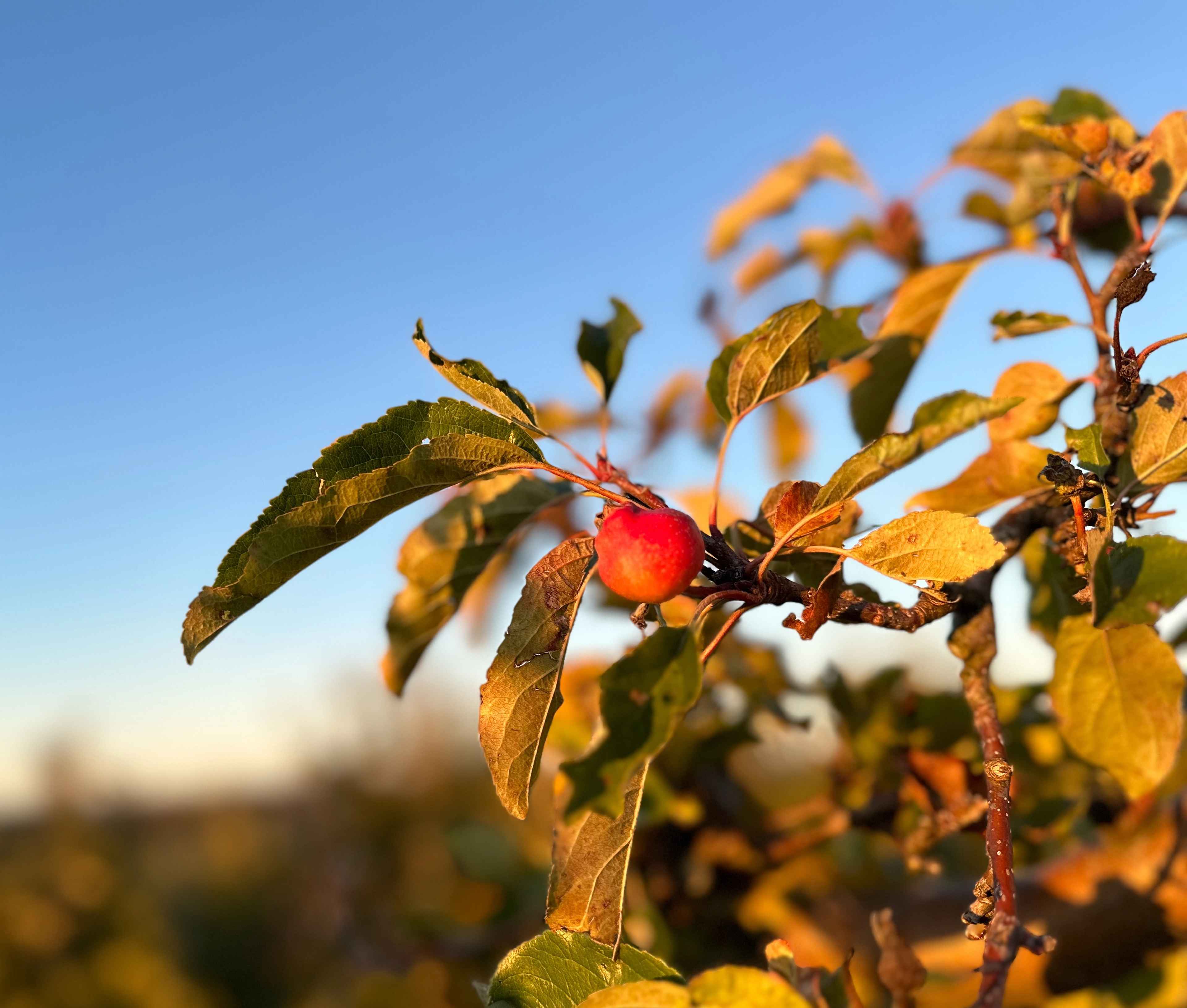 Nahaufnahme eines jungen roten Apfels an einem Ast mit grünen und gelben Blättern im warmen abendlichen Sonnenlicht.