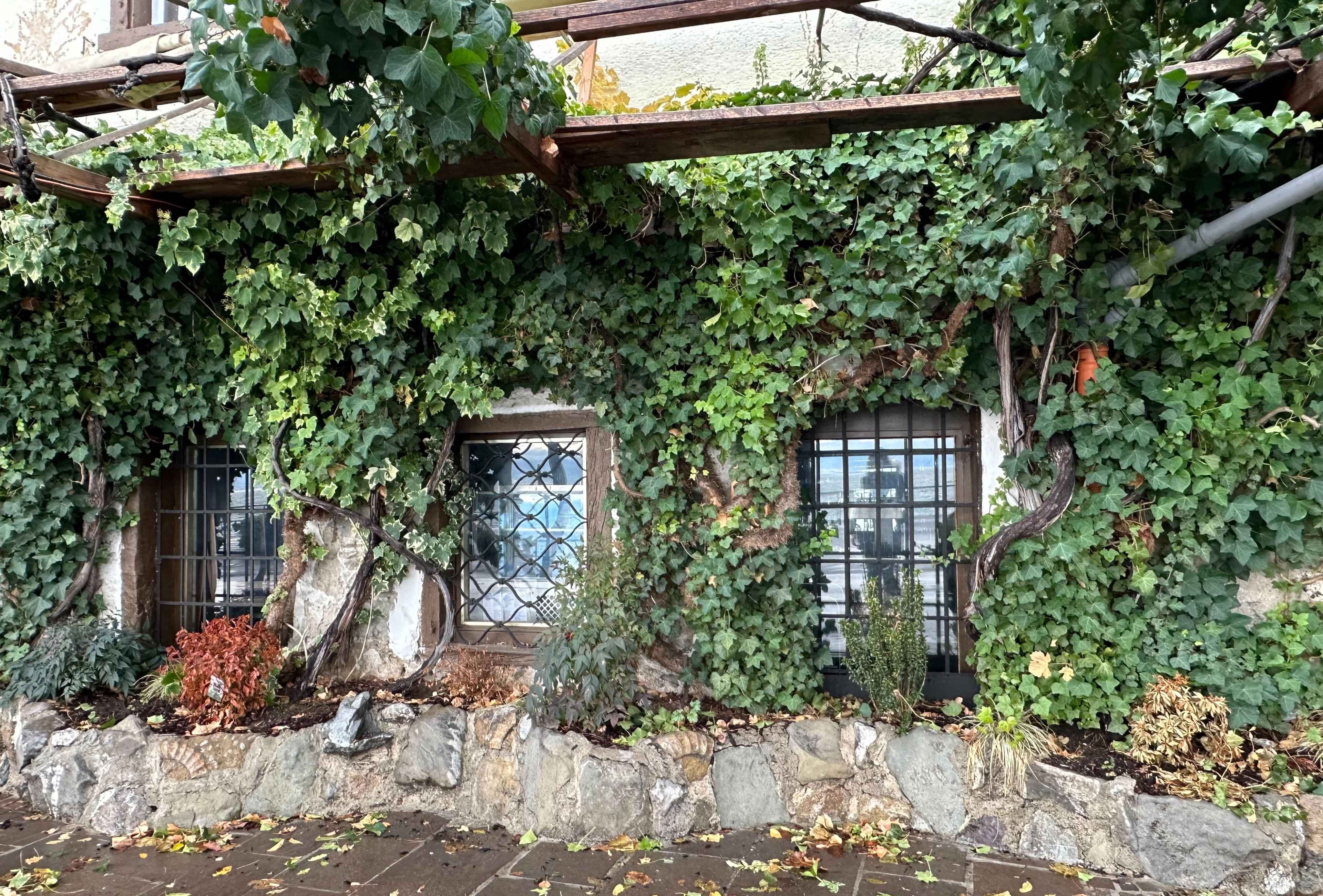 Eine mit dichtem Efeu bewachsene Steinmauer mit Fenstern, umgeben von Pflanzen und herbstlichem Laub