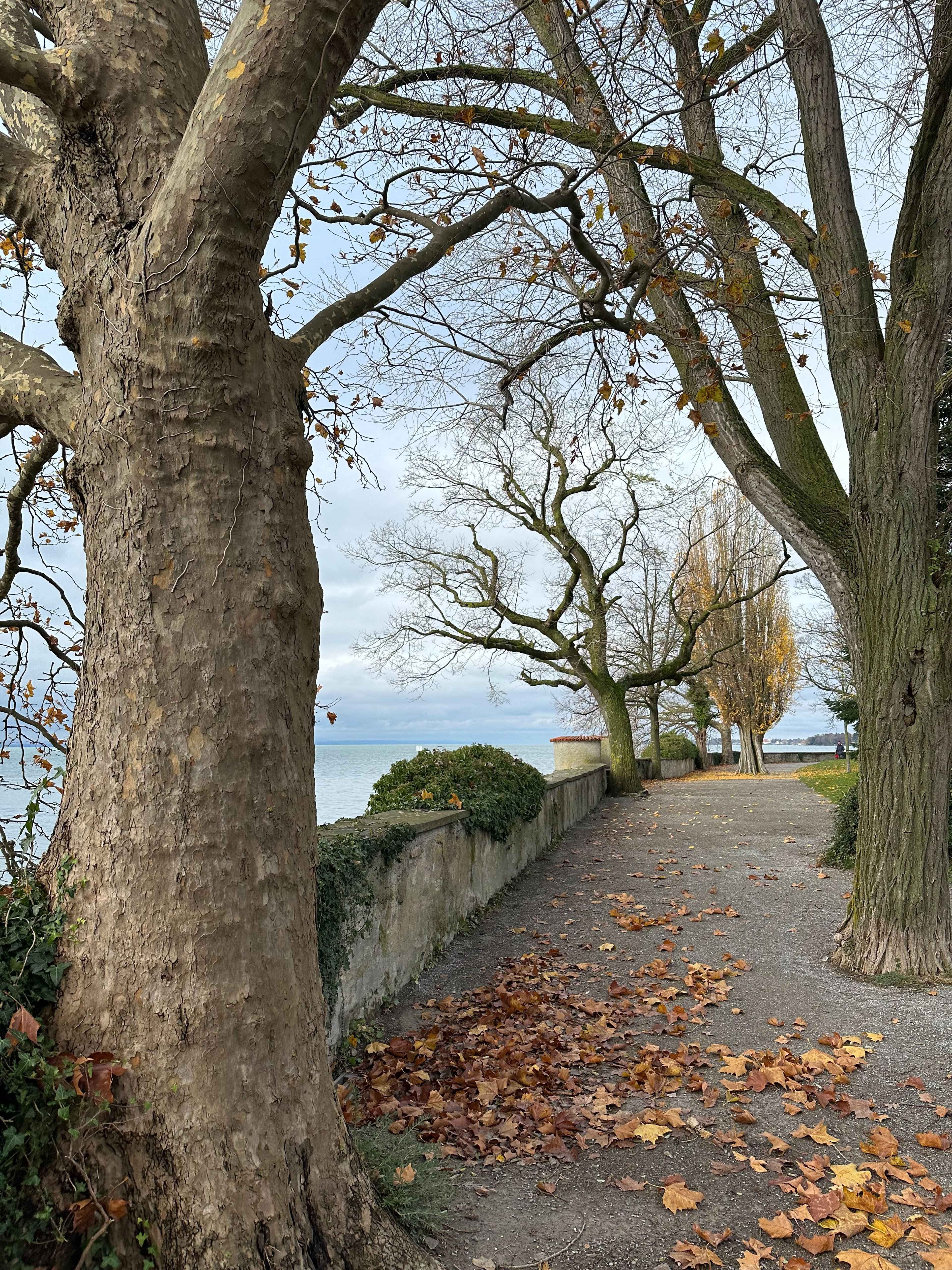 Ein Spazierweg entlang der Uferpromenade, gesäumt von kahlen Bäumen. Herbstlaub liegt auf dem Boden, der See ist sichtbar.