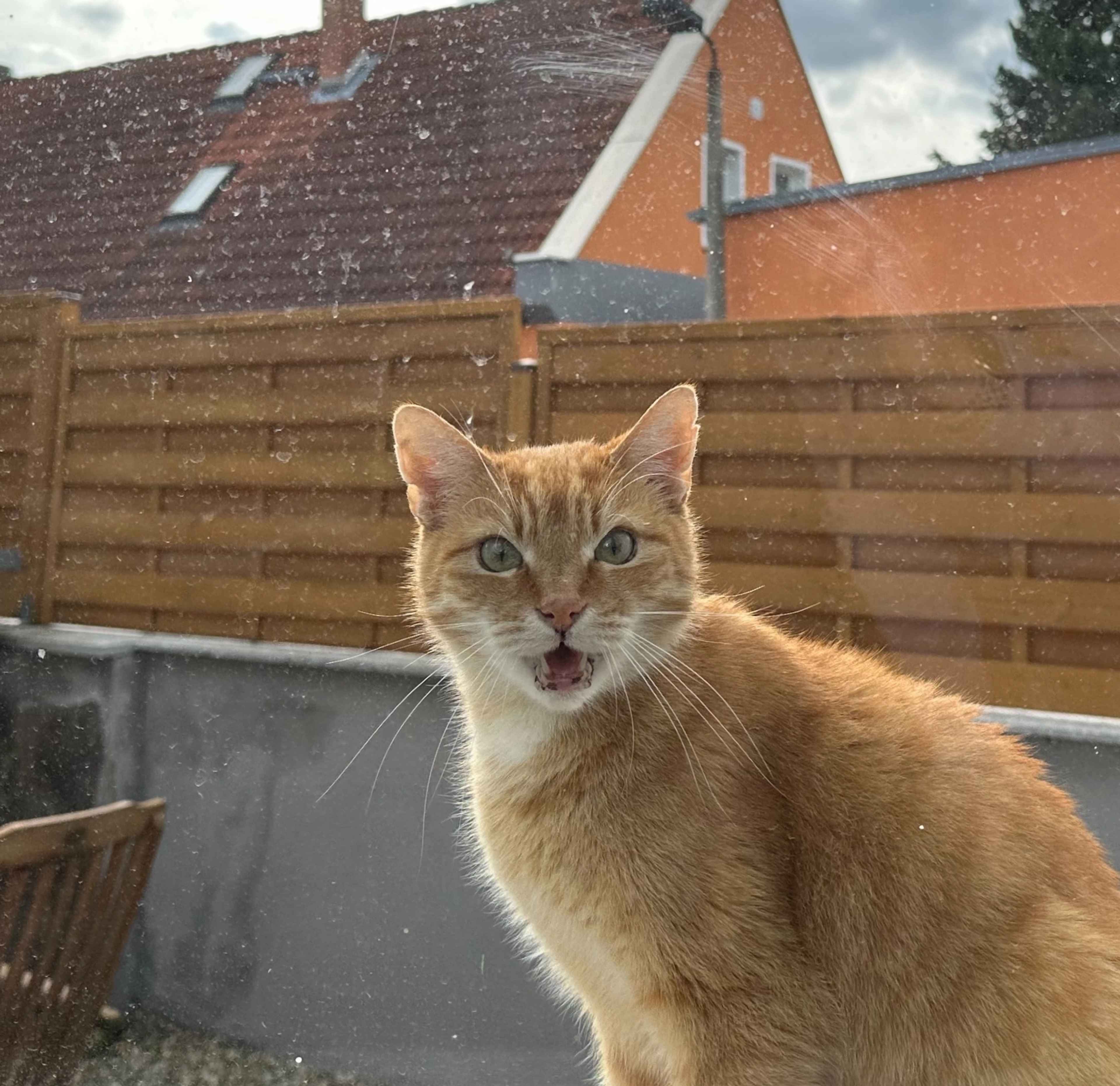 Brezel Bild