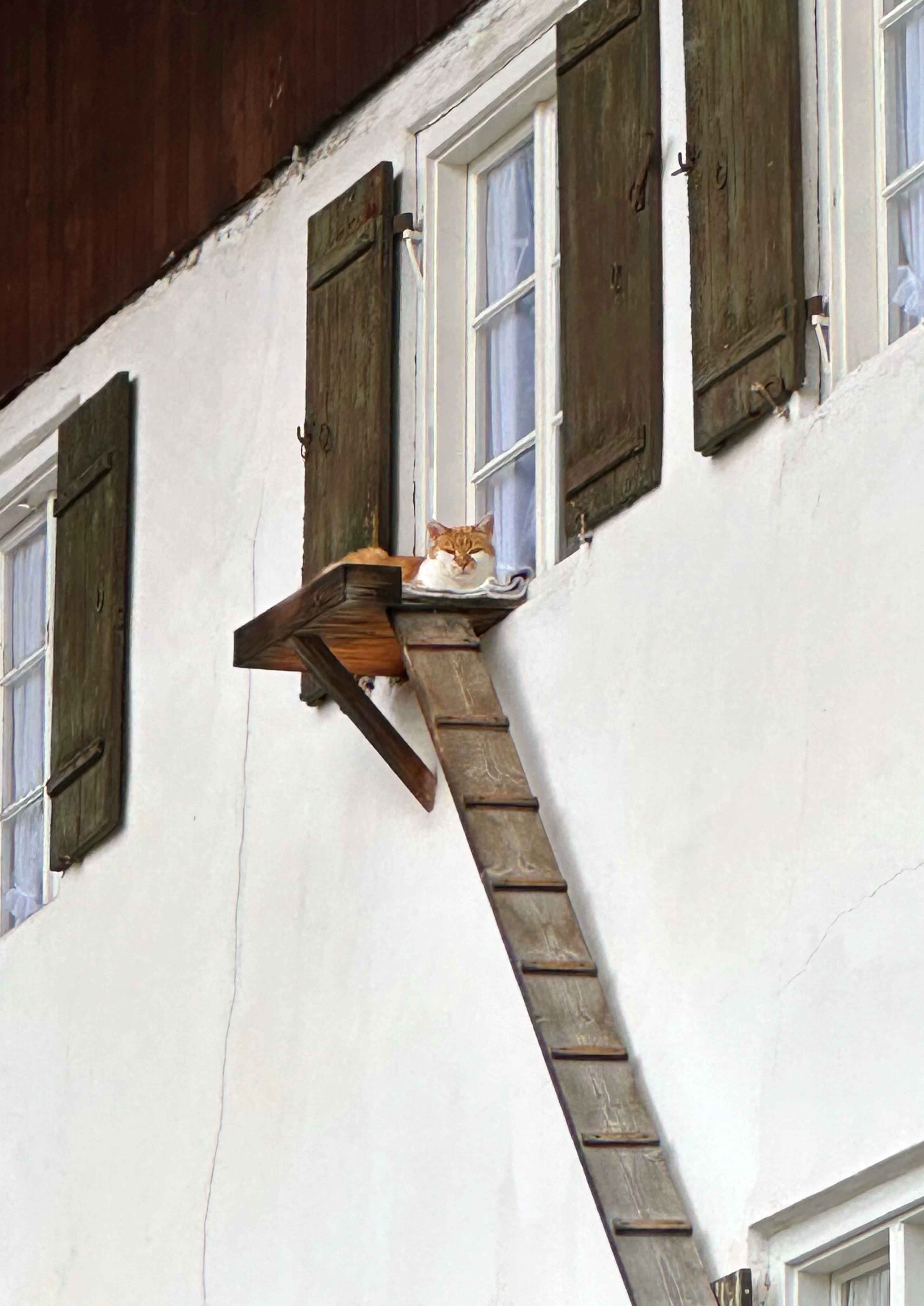 Brezel Bild