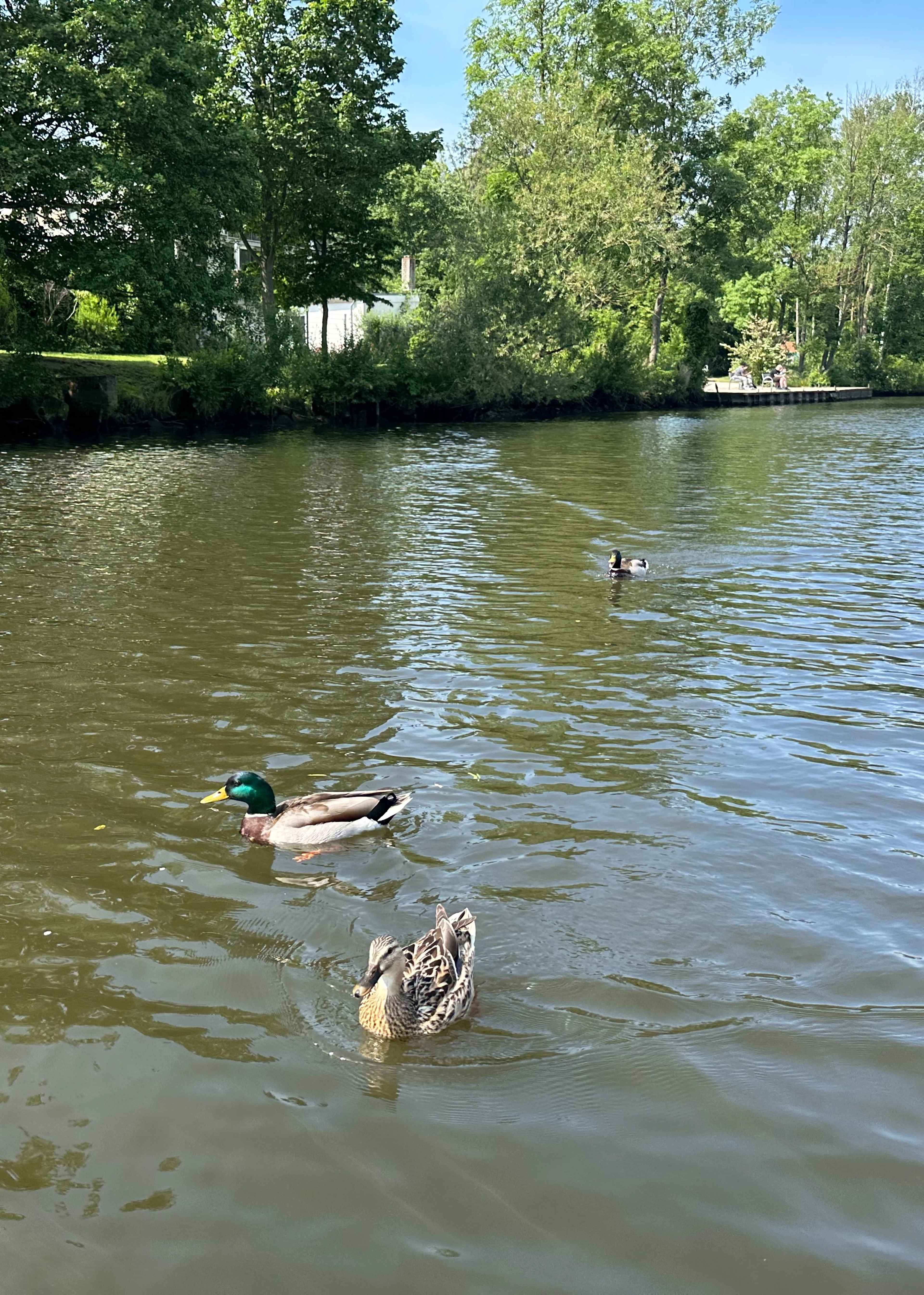 Brezel Bild