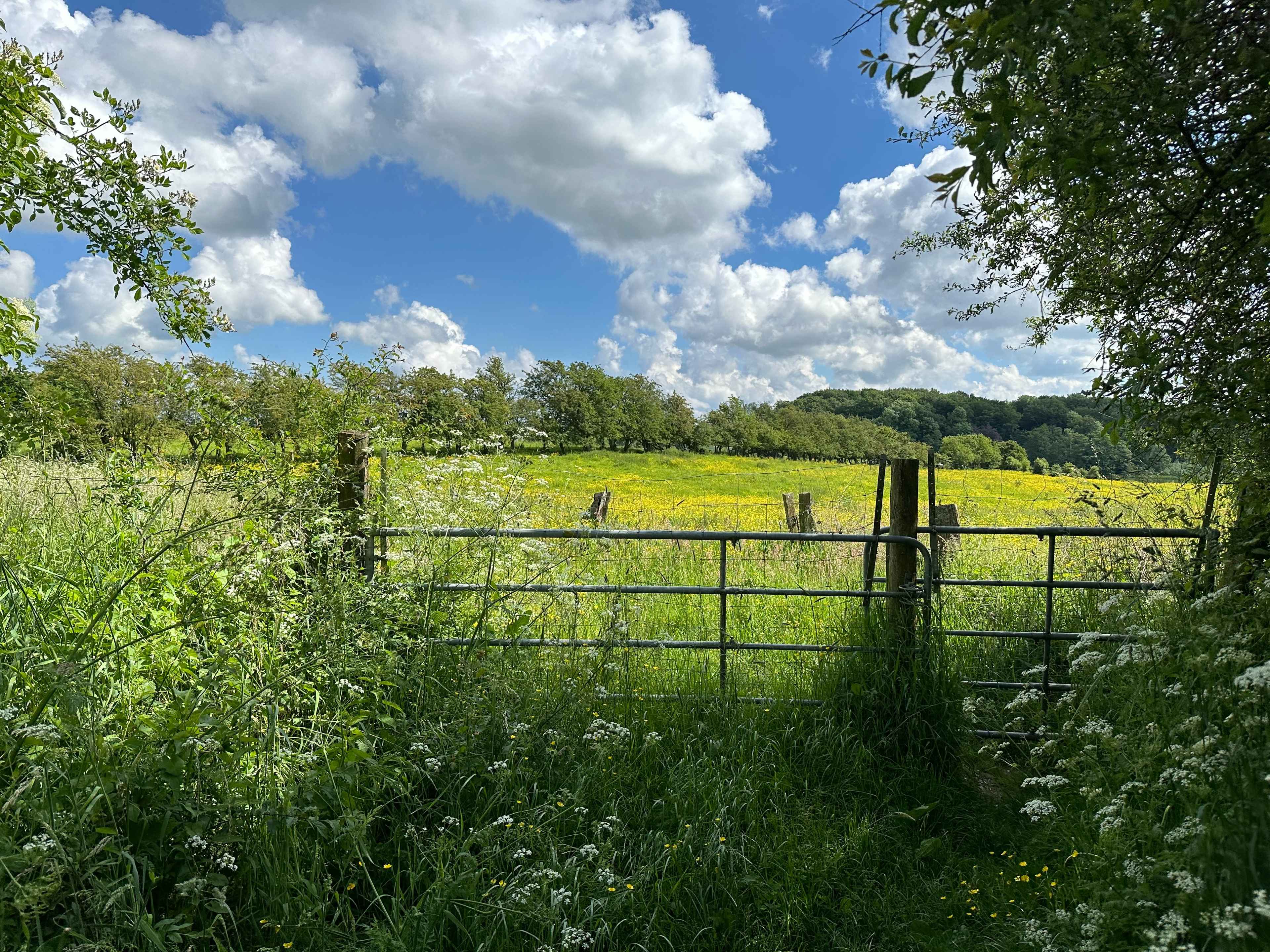 Metallgatter vor einer blühenden Wiese mit gelben Blumen unter blauem Himmel mit weißen Wolken.