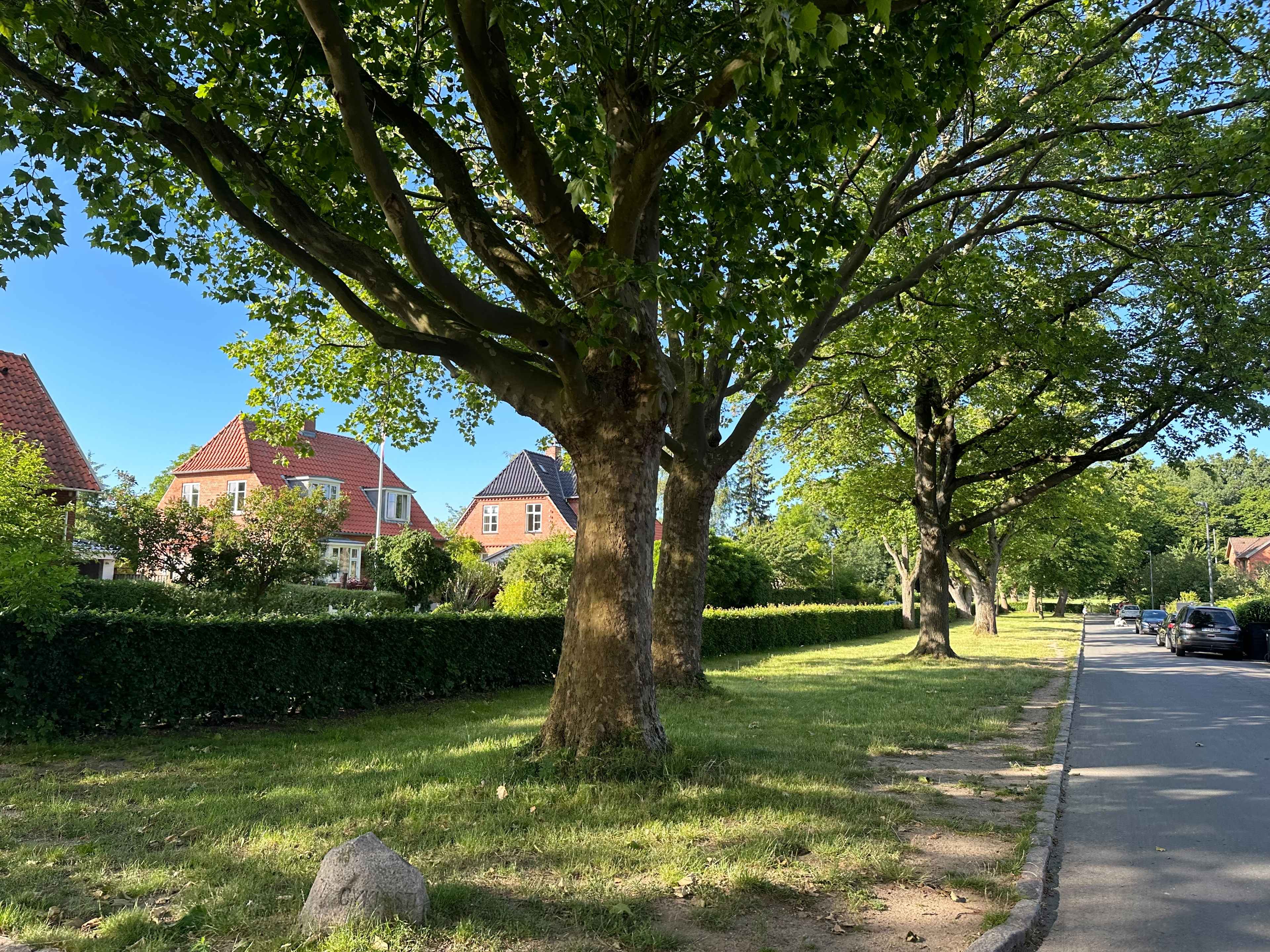 Brezel Bild
