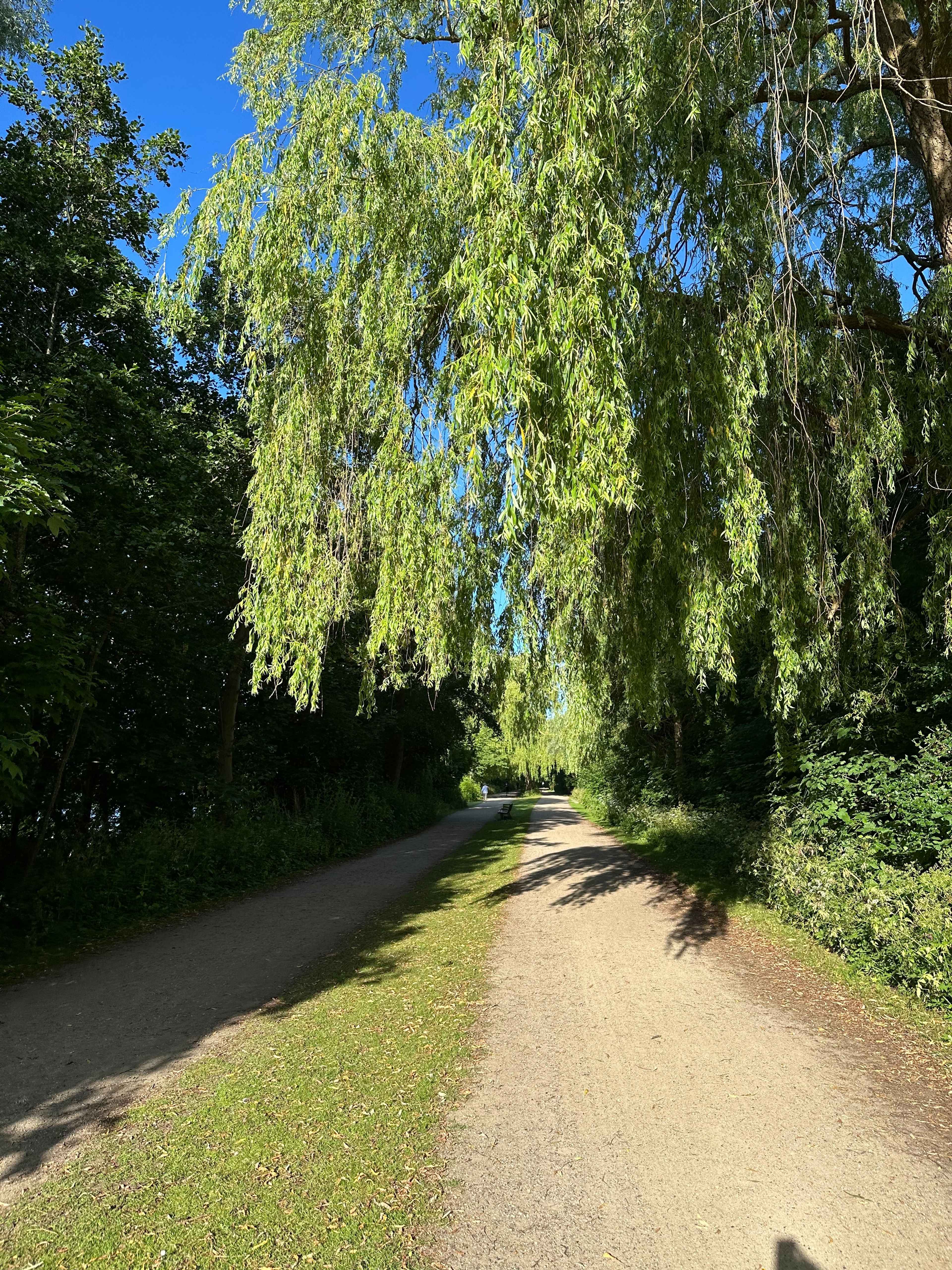 Brezel Bild